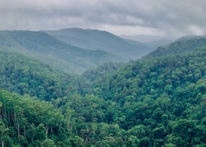 CIA Supports TreeSisters CIA supports TreeSisters